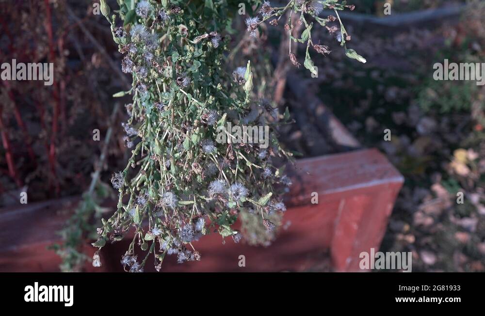 WESTMINSTER COLORADO2015 Plants In A Garden Growing In A Planter Box