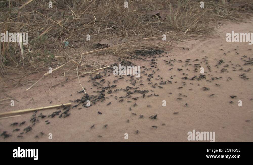 African ants Stock Videos & Footage - HD and 4K Video Clips - Alamy