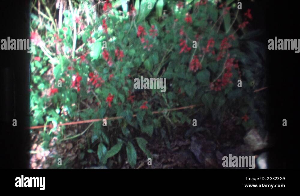 Bush hawaii Stock Videos & Footage HD and 4K Video Clips Alamy