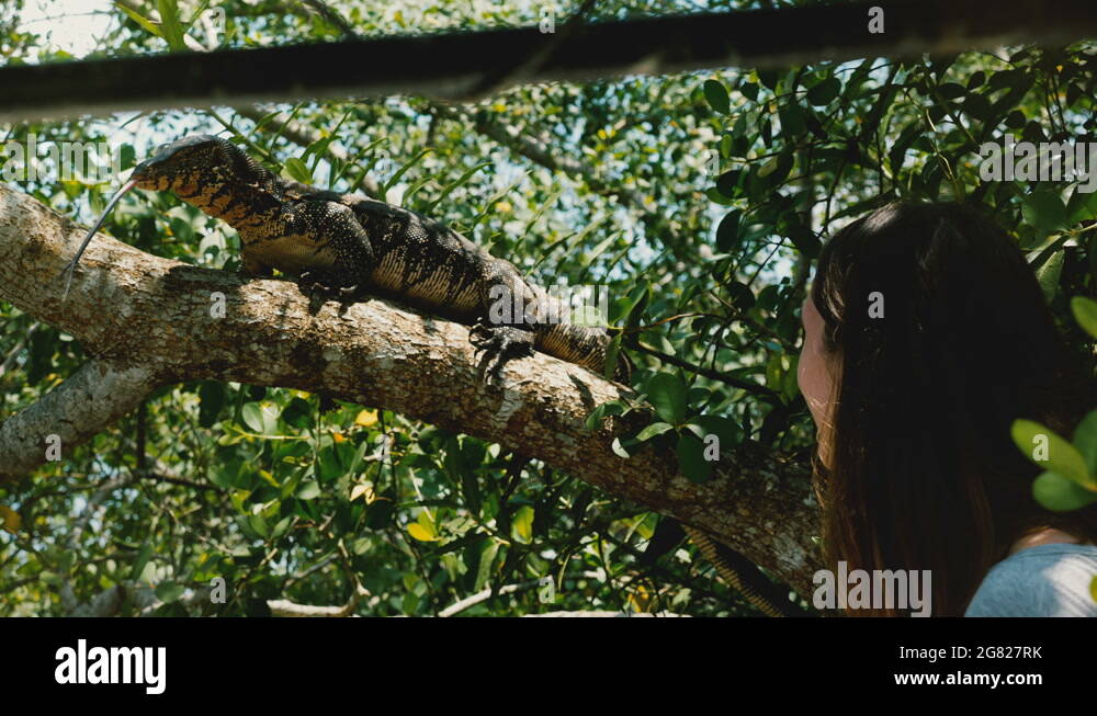 Giant goanna lizard Stock Videos & Footage - HD and 4K Video Clips - Alamy