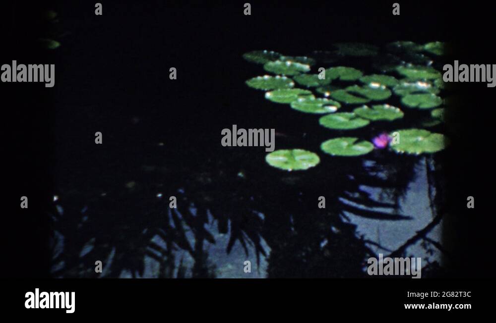 Frogs and water lilies Stock Videos & Footage HD and 4K Video Clips