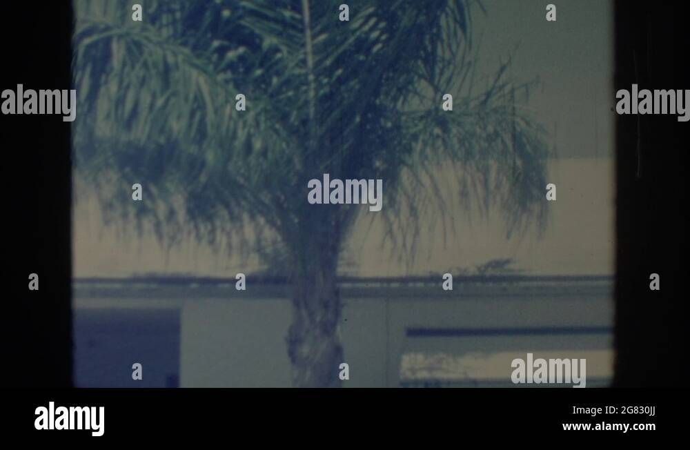OKLAHOMA USA1967 Recording Video Of Palm Trees In Your Backyard Stock
