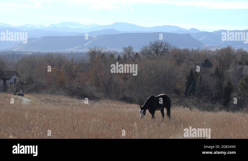 Champ horse Stock Videos & Footage HD and 4K Video Clips Alamy