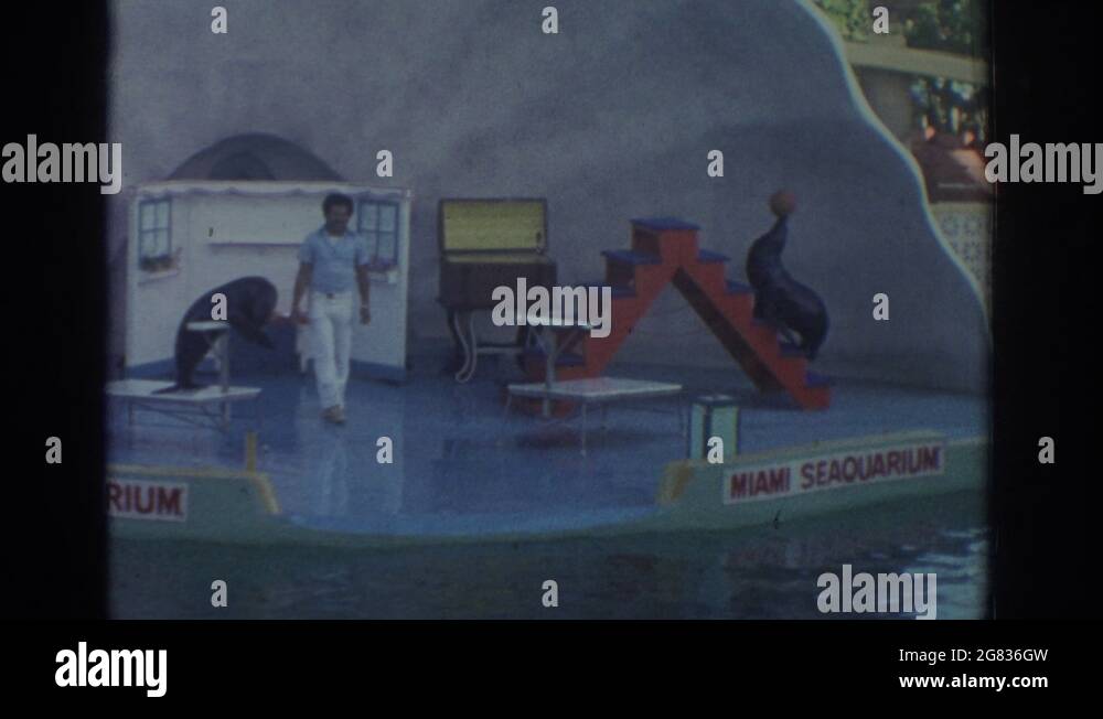 Seal balancing ball on nose Stock Videos & Footage HD and 4K Video