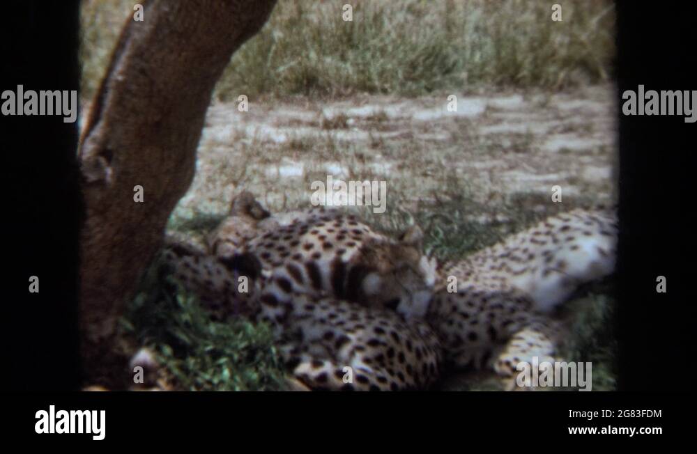 Leopards spots Stock Videos Footage HD and 4K Video Clips Alamy Leopards spots Stock Videos Footage HD and 4K Video Clips Alamy