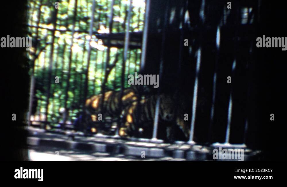 Tiger mount Stock Videos & Footage - HD and 4K Video Clips - Alamy