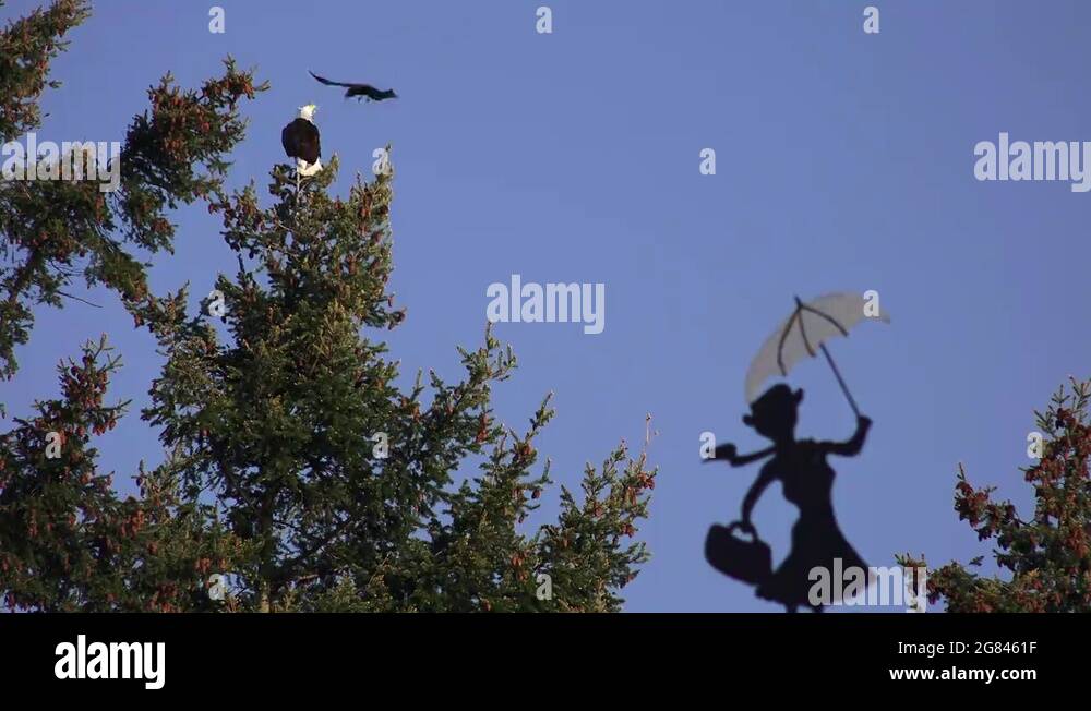 Bald eagle attack crow on Stock Videos & Footage - HD and 4K Video