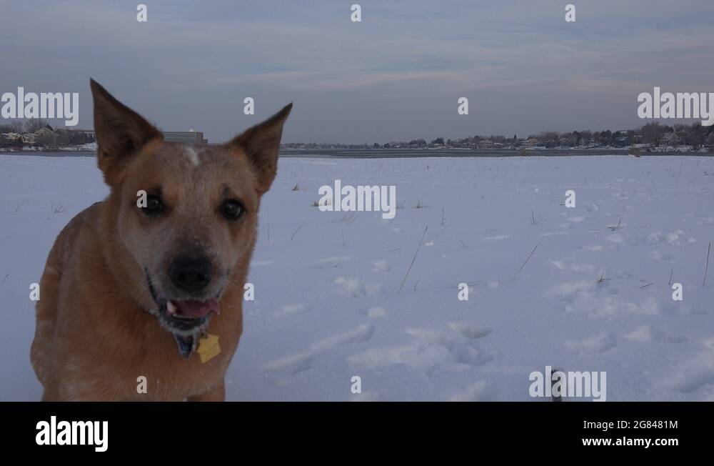 Barking big dog Stock Videos & Footage HD and 4K Video Clips Alamy