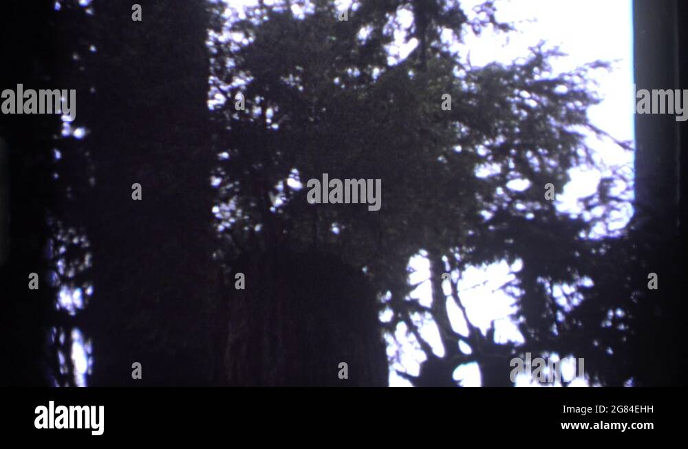 types-of-trees-in-canada-stock-videos-footage-hd-and-4k-video-clips