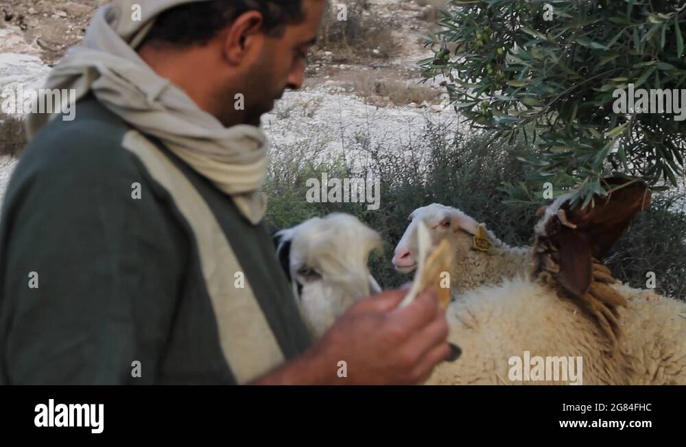 Biblical sheep Stock Videos & Footage HD and 4K Video Clips Alamy