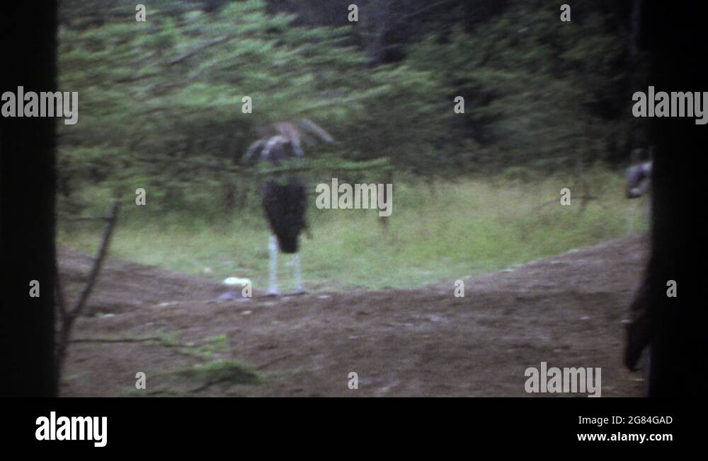 Lagos zoo Stock Videos & Footage HD and 4K Video Clips Alamy