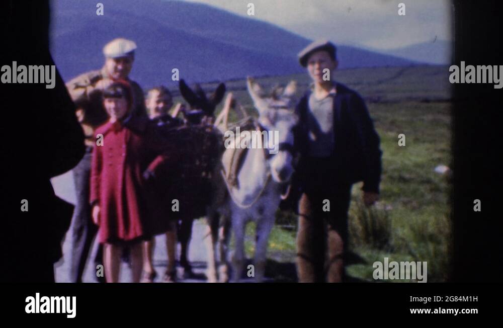 Donkey in ireland Stock Videos & Footage HD and 4K Video Clips Alamy