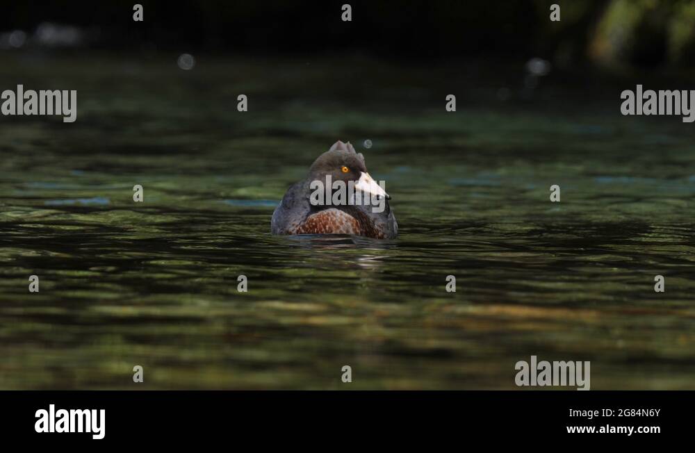 Stressed duck Stock Videos & Footage HD and 4K Video Clips Alamy