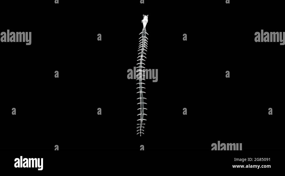 Spinal cord anatomy Stock Videos & Footage - HD and 4K Video Clips - Alamy