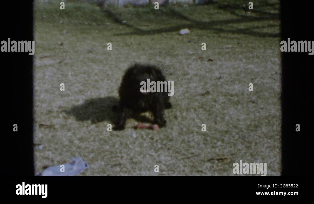 Black dog barking Stock Videos & Footage HD and 4K Video Clips Alamy