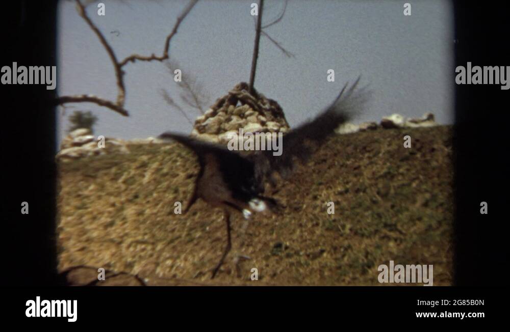 Bird with wings spread out Stock Videos & Footage HD and 4K Video Clips Alamy