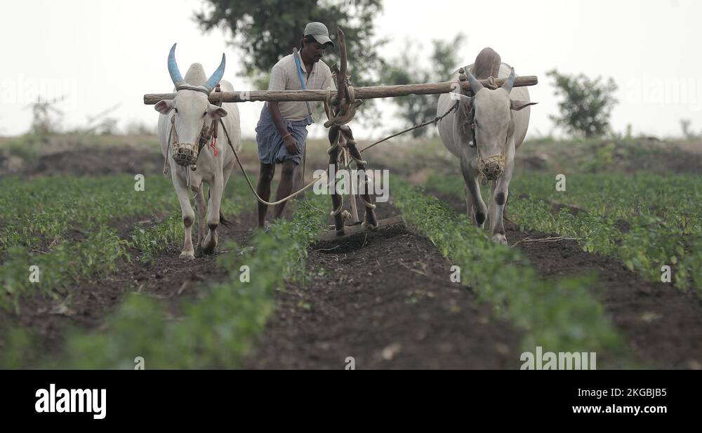 Pune market is a sprawling city in the Indian state of Maharashtra