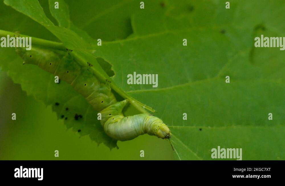 Bright green caterpillar Stock Videos & Footage - HD and 4K Video Clips ...