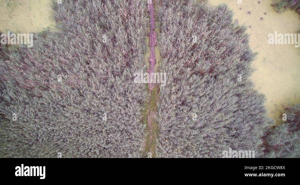 Cane bridge Stock Videos & Footage - HD and 4K Video Clips - Alamy