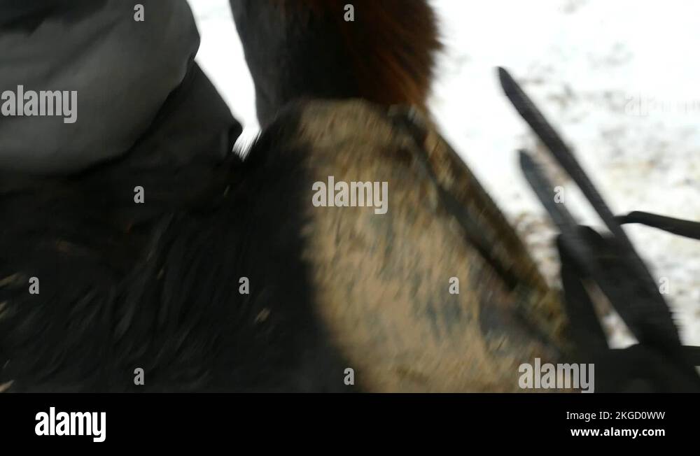 Applying hot horseshoe hoof Stock Videos & Footage HD and 4K Video