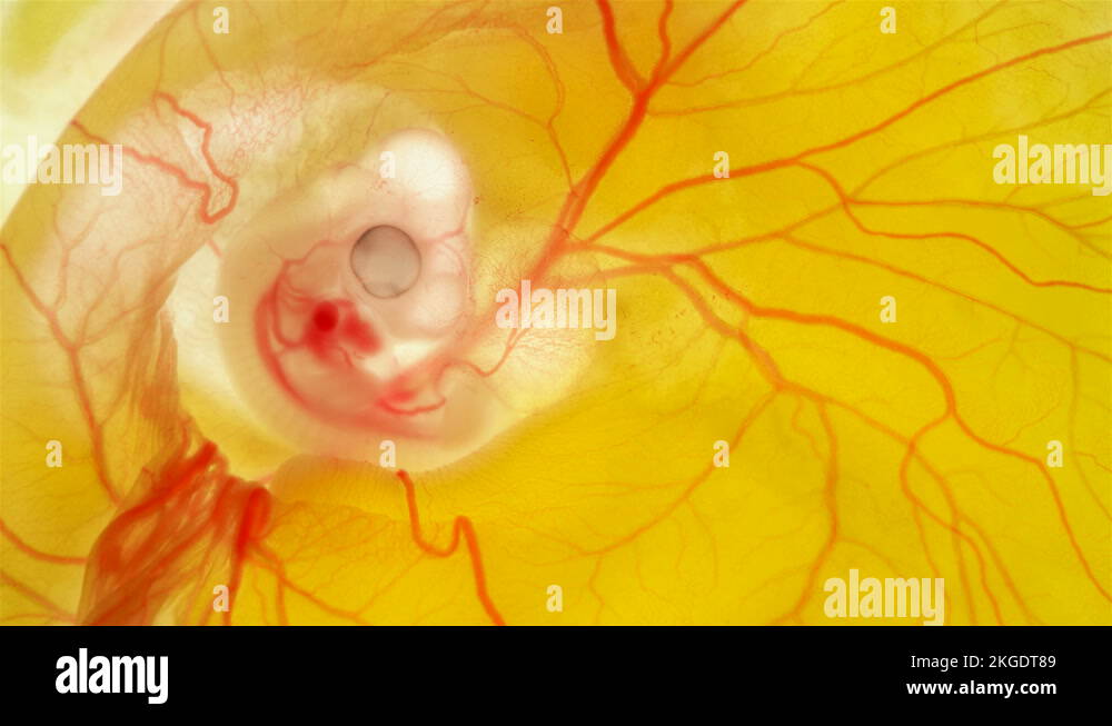 heartbeat and blood flow through the vessels of a chicken or quail