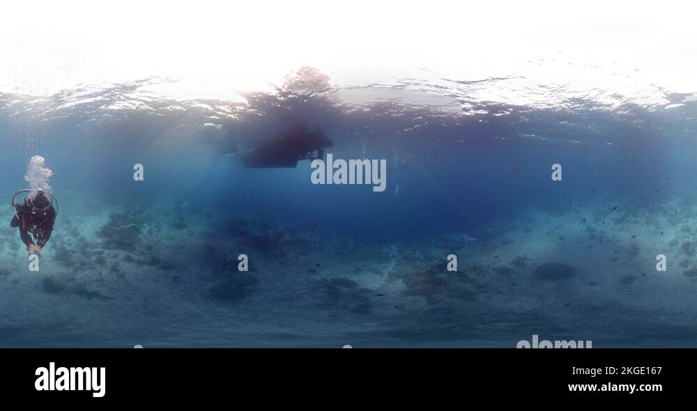 360 vr diving with whale shark Stock Video Footage Alamy