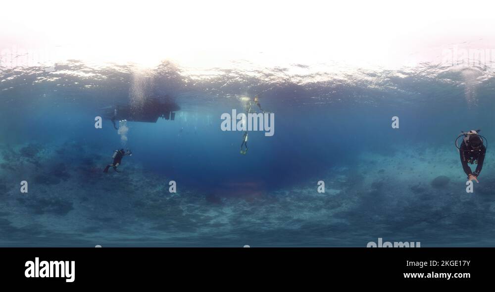 360 vr diving with whale shark Stock Video Footage Alamy