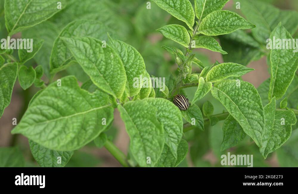 Farmer hands catching colorado beetles potato bugs in farm plantation