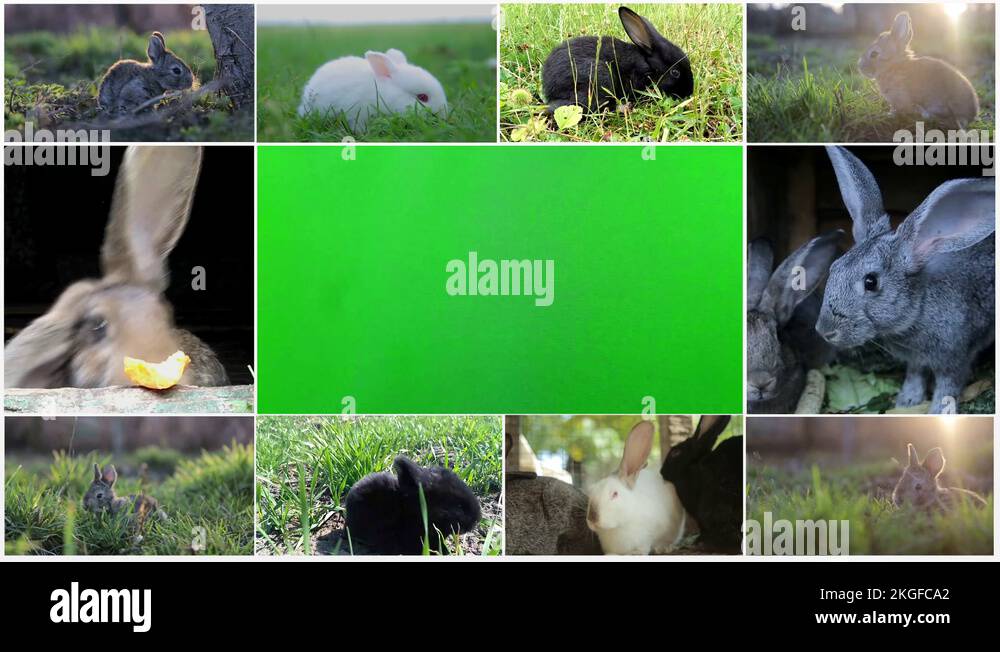 Rabbits Chroma key, White bunny sniffing and looks around, green grass ...