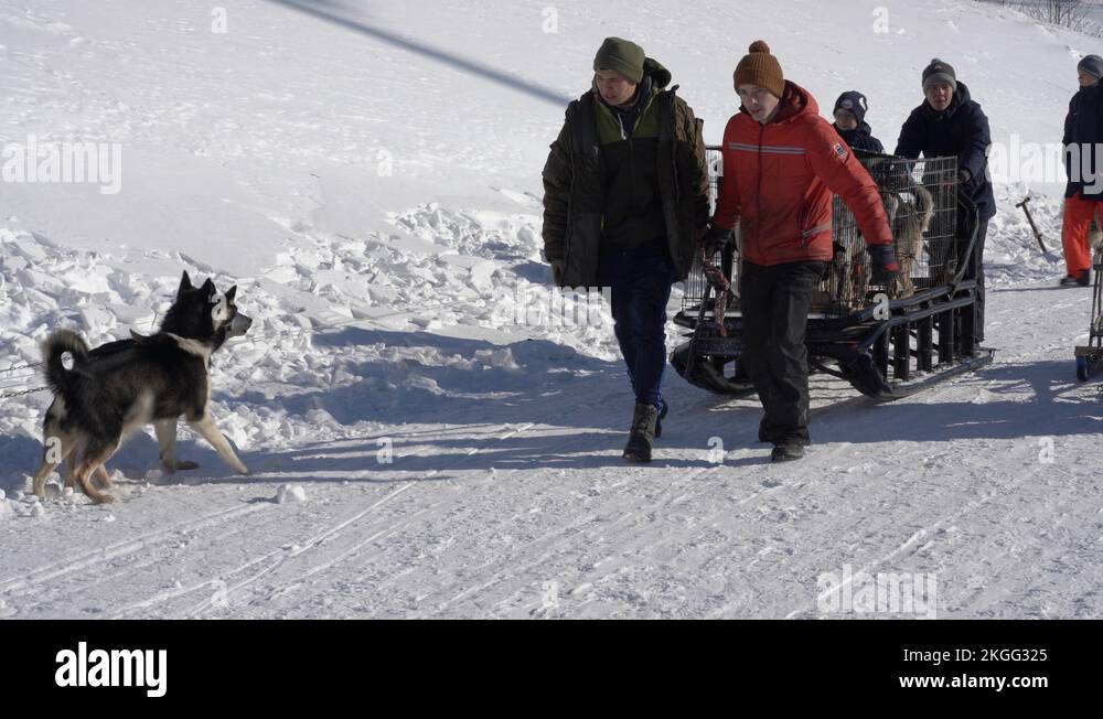 Transporting animals Stock Videos & Footage HD and 4K Video Clips Alamy