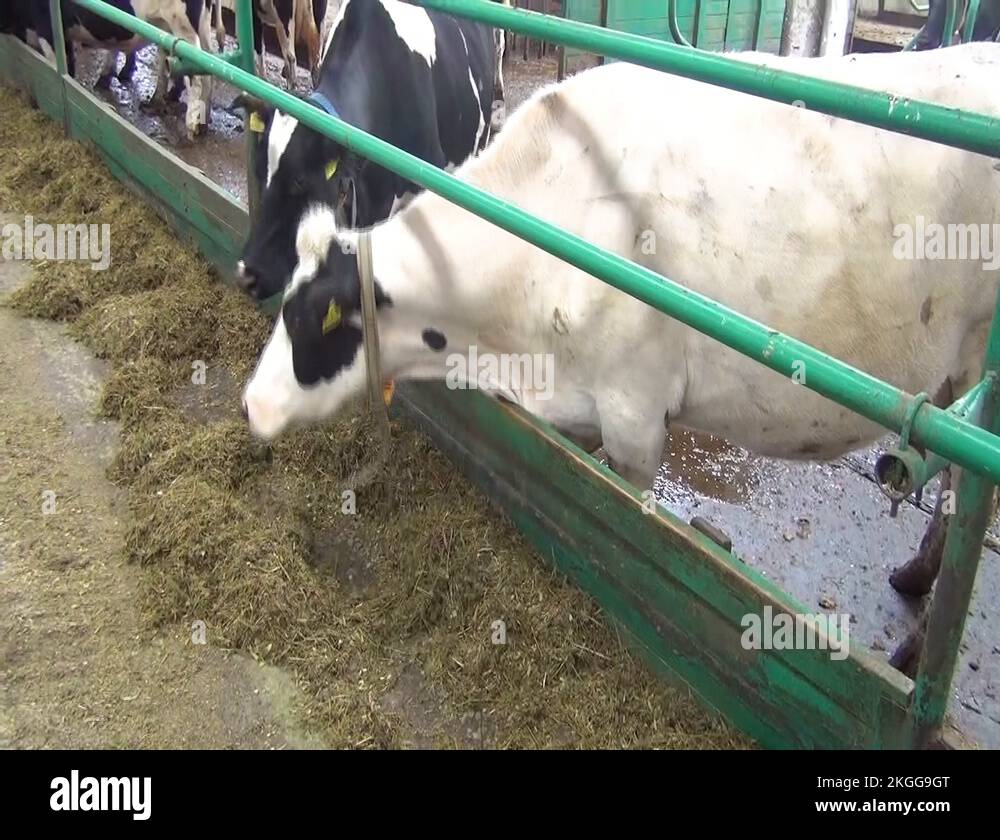 Cows feeding process on modern farm. Close up cow feeding on milk farm