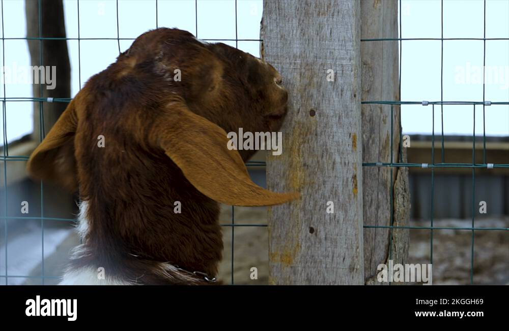 Goat eating wood from a farm barn. Billy goat grazing outside. Farm