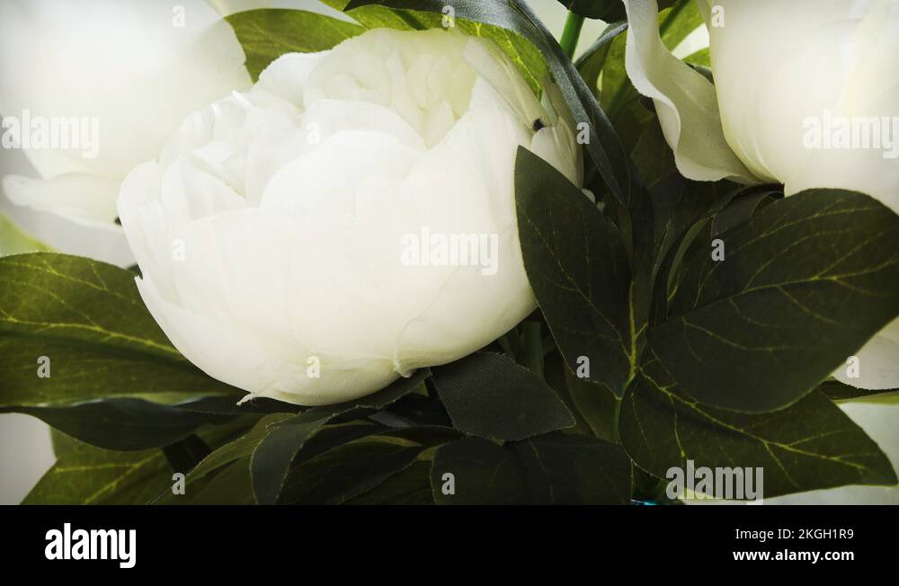 Fake roses bouquet Stock Videos & Footage HD and 4K Video Clips Alamy