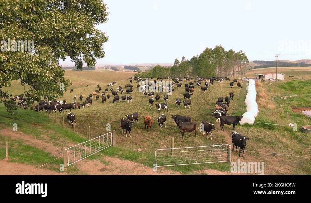 Various Aerial shots of cattle. Cows for beef and dairy production