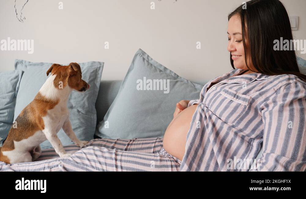 67 Small cute pet dog tender love licking tongue a belly of young pregnant wo Stock Video