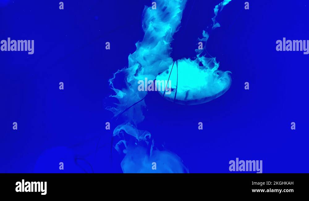 Underwater recording ocean Stock Videos & Footage HD and 4K Video