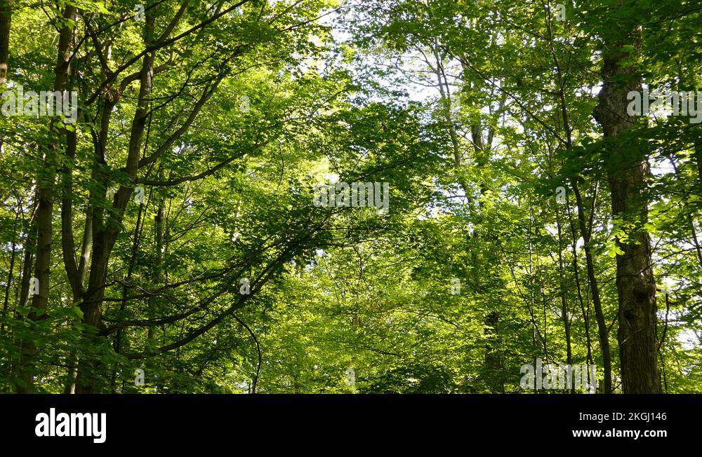 Mature deciduous tree Stock Videos & Footage - HD and 4K Video Clips ...