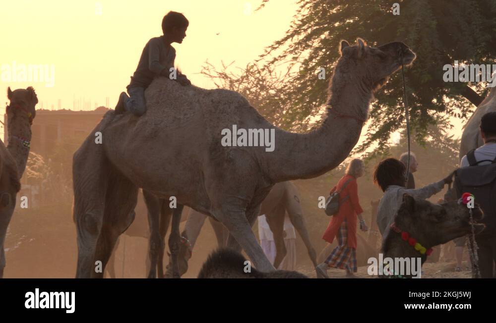 Boy with camel Stock Videos & Footage - HD and 4K Video Clips - Alamy