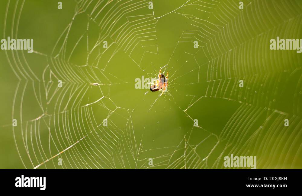 Insect preservation Stock Videos & Footage HD and 4K Video Clips Alamy