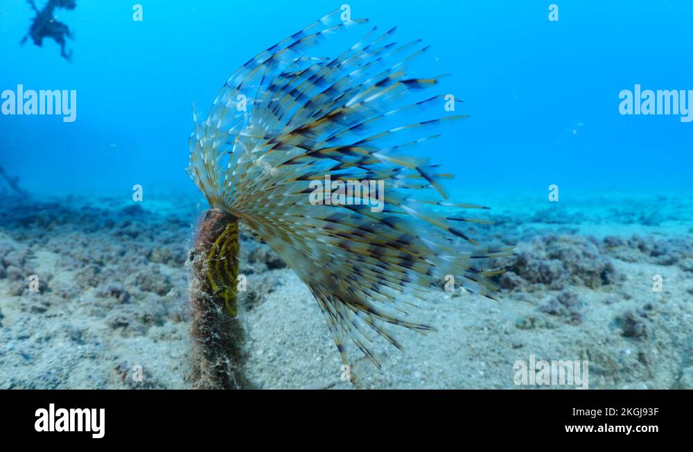 Pachyptila Stock Videos & Footage HD and 4K Video Clips Alamy