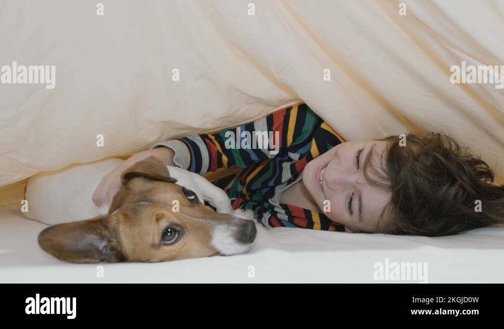 Dog breed dog game Stock Videos & Footage HD and 4K Video Clips Alamy