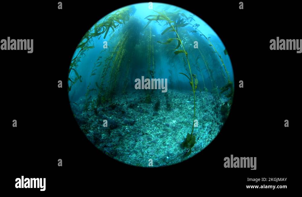 Kelp forest california underwater Stock Videos & Footage HD and 4K Video Clips Alamy