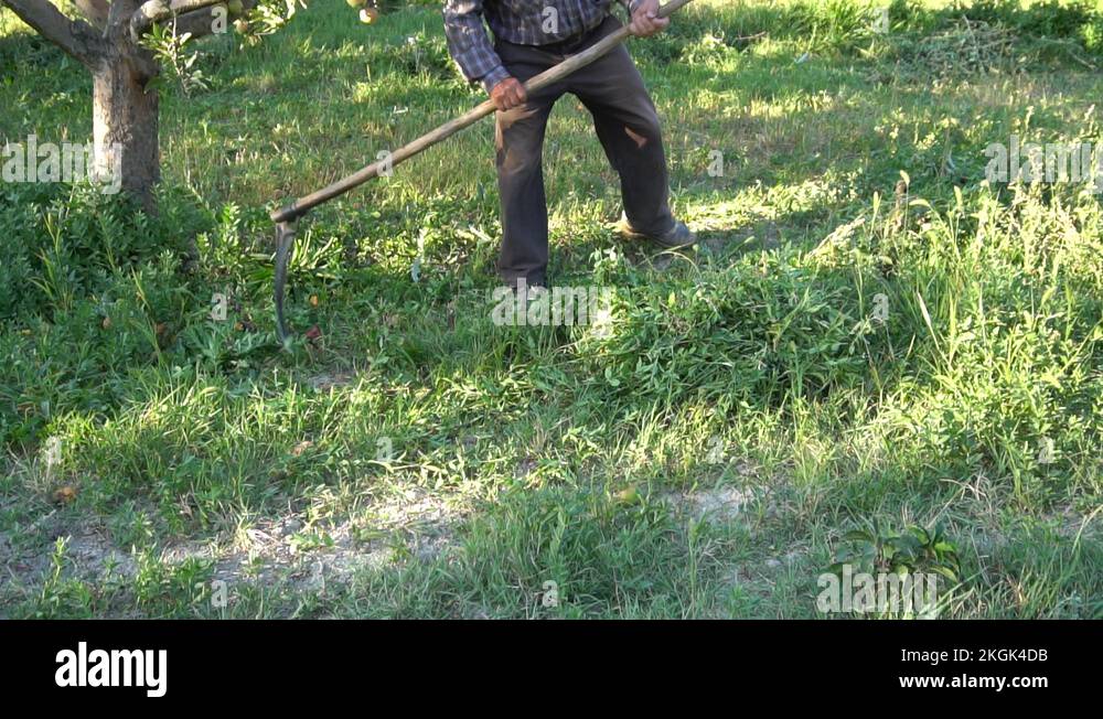 Old Man Farmer Cutting Weeds With Sickle Scythe Tool In Summer Stock ...