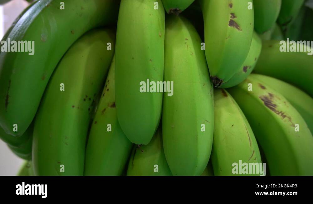 Plantain banana garden Stock Videos & Footage HD and 4K Video Clips