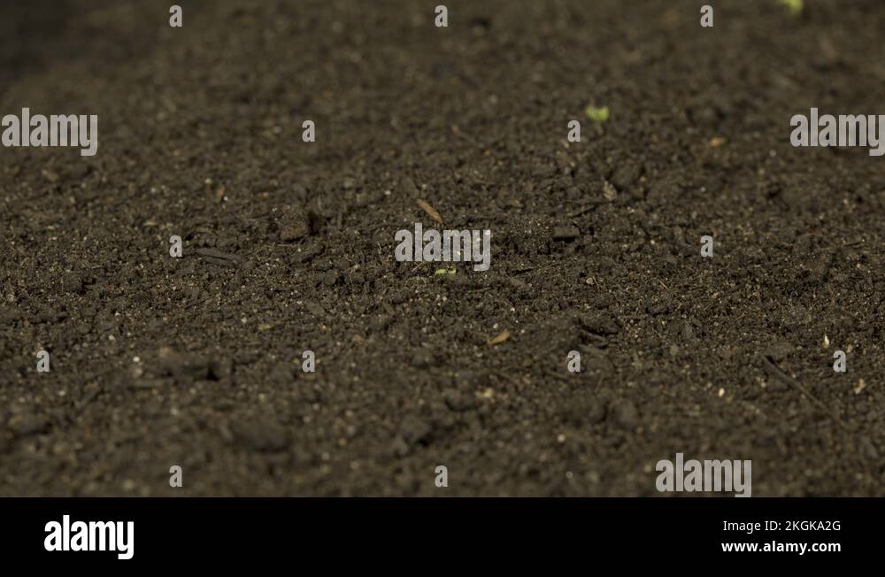 Corn seed germinate Stock Videos & Footage HD and 4K Video Clips Alamy