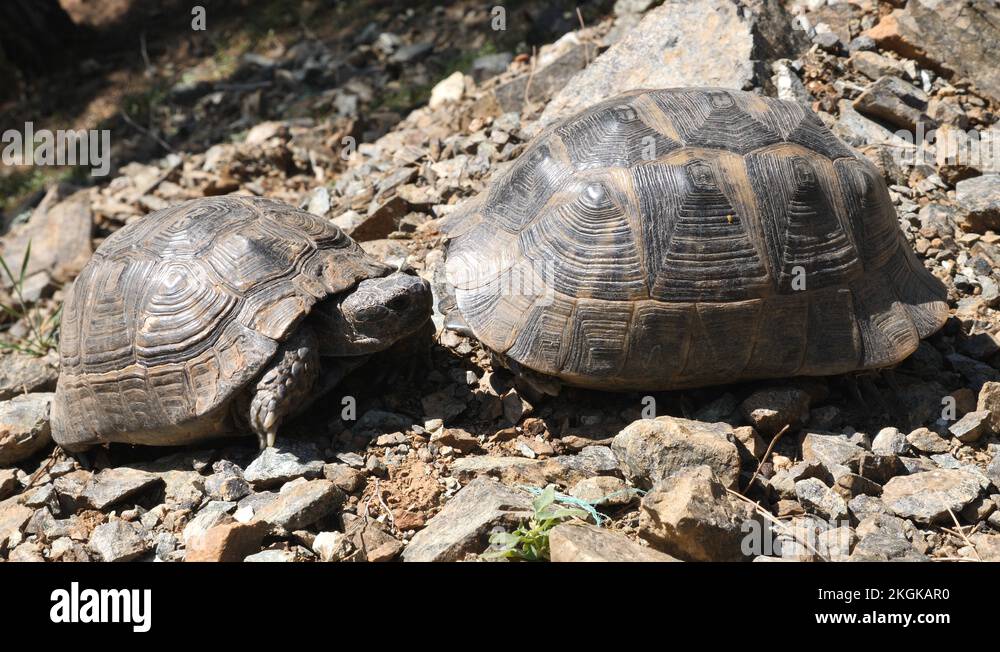 Shell turtles Stock Videos & Footage - HD and 4K Video Clips - Alamy