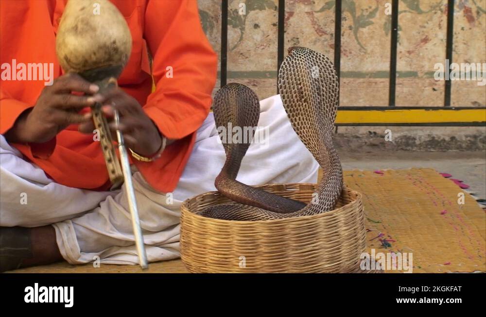 Cobra in basket india Stock Videos & Footage - HD and 4K Video Clips ...