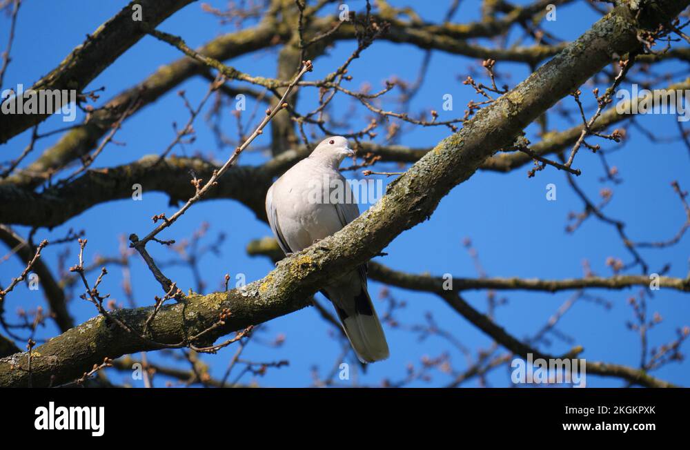 Wood pigeon in a tree Stock Videos & Footage - HD and 4K Video Clips ...