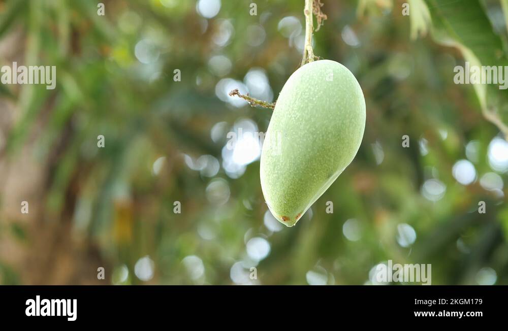 Mango tree wood Stock Videos & Footage HD and 4K Video Clips Alamy