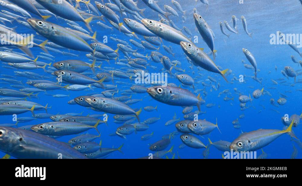 Mackerel fish animal Stock Videos & Footage - HD and 4K Video Clips - Alamy